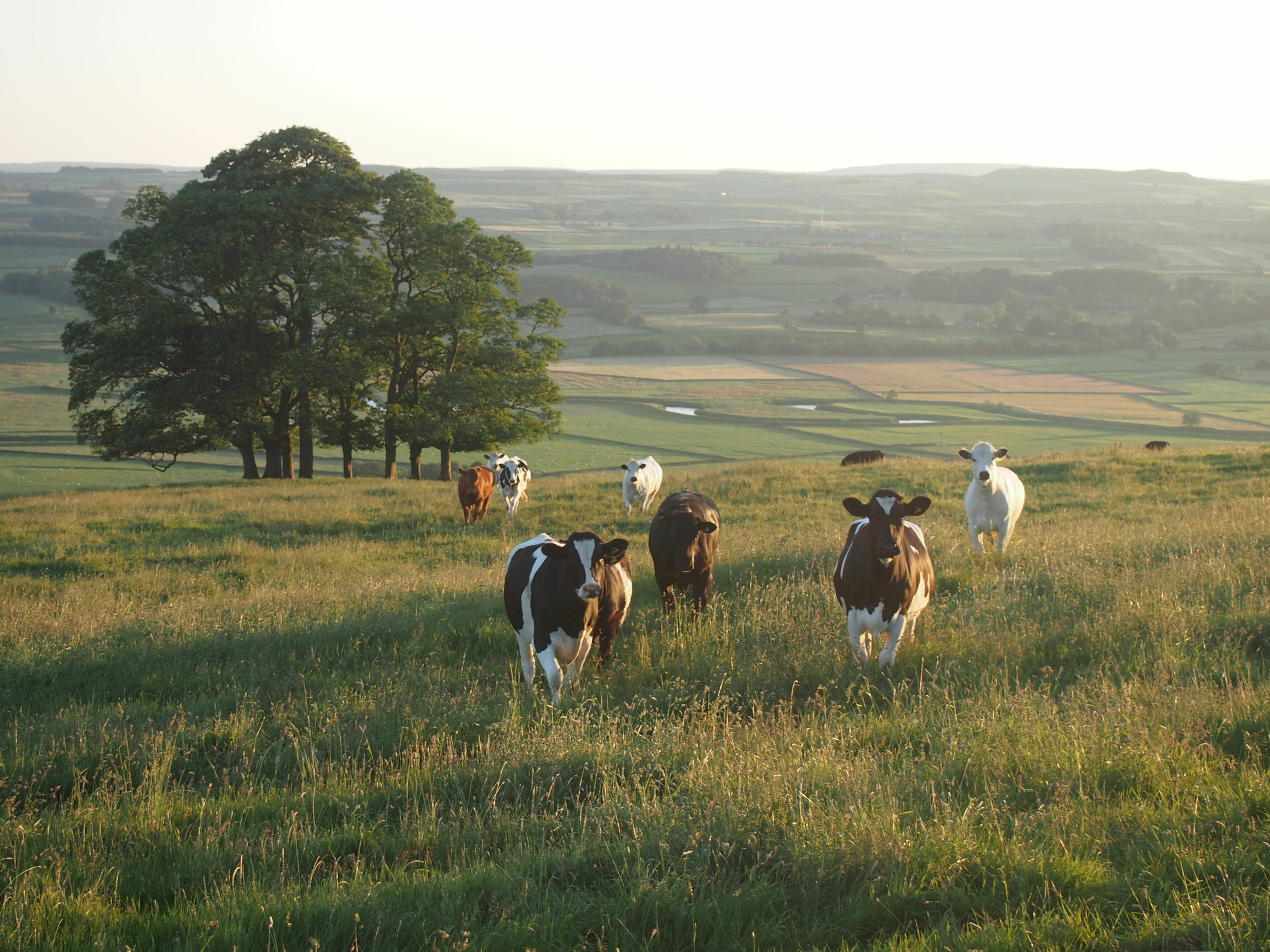 Cows on a field